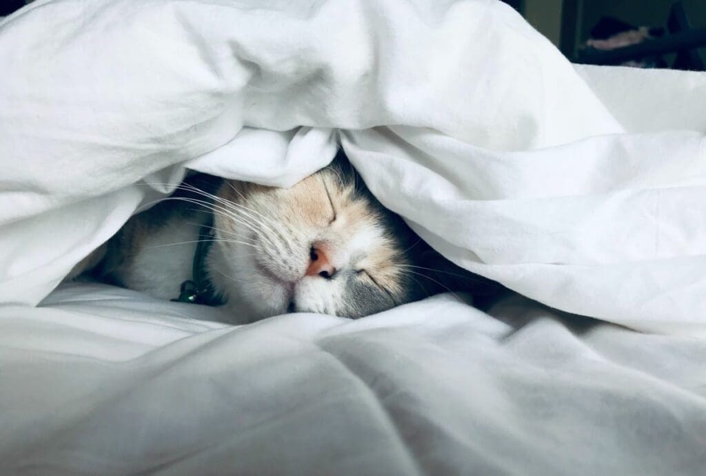  Amont the best foods to help sleep + nightime sleep disrupting foods
