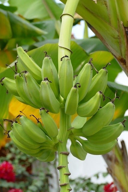 Banana power smoothie recipe